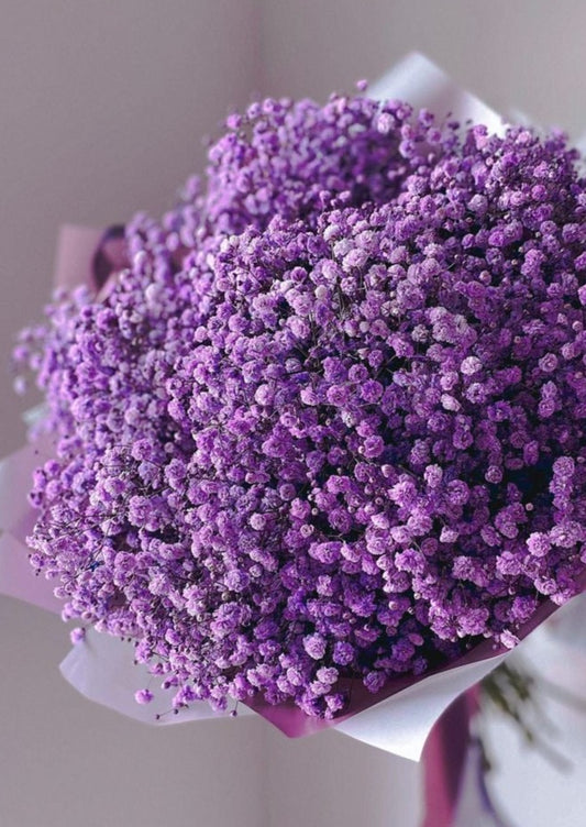 GYPSOPHILA